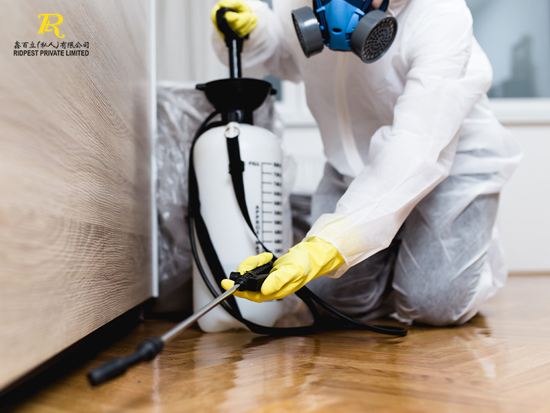 Termite Troubles: A Comprehensive Guide to Prevention, Detection, and Professional Control in Singapore 7 Pest-Control-Service-Provider
