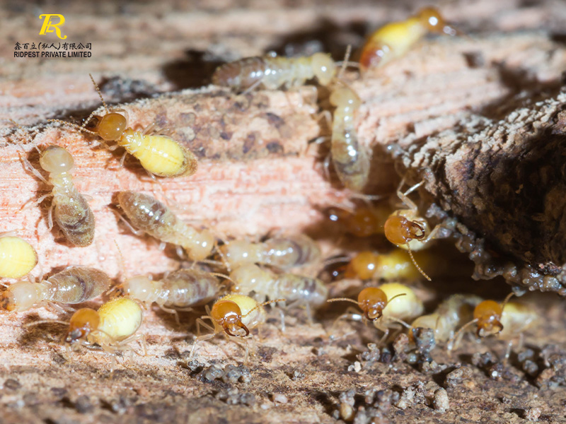 Termite