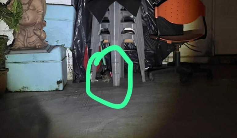 inspection (1)