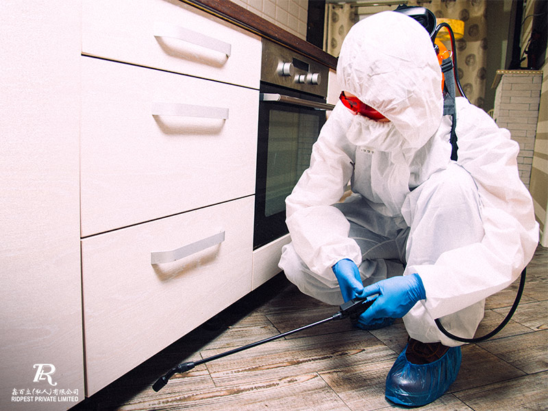 A-Comprehensive-Guide-To-Pest-Control-In-Singapore-jpg