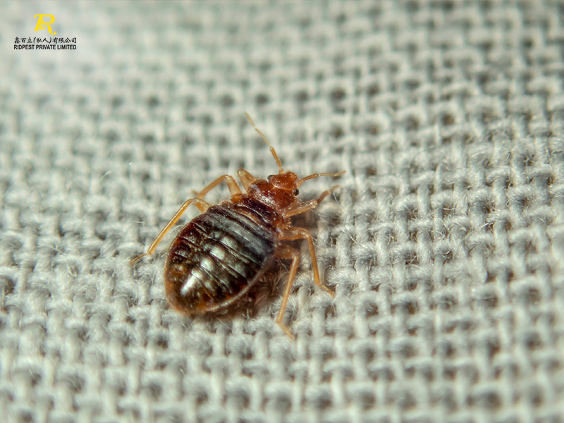 Bed-Bugs_1
