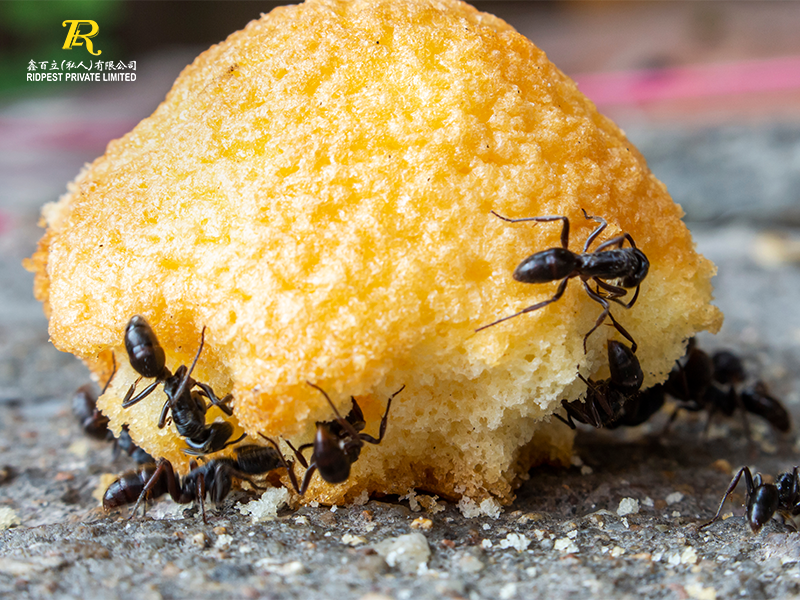 Black-Ants-eating-Sugar-on-Donuts
