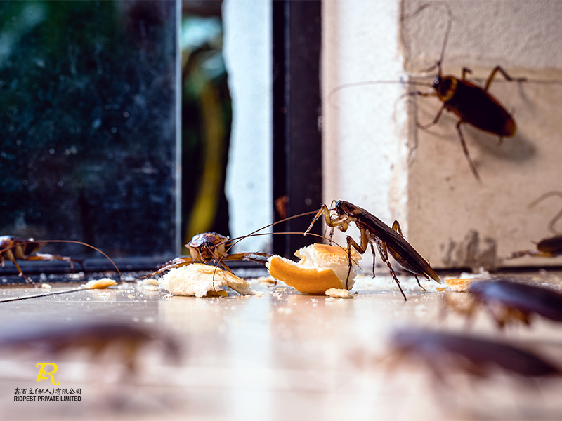 Integrating Pest Control Into Your Daily Routine 1 Cockroaches-Eating-Food