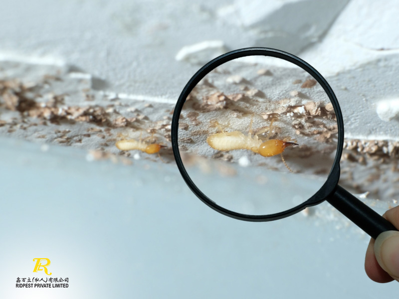 Debunking-4-Myths-about-Termites-and-How-You-Can-Prevent-Them