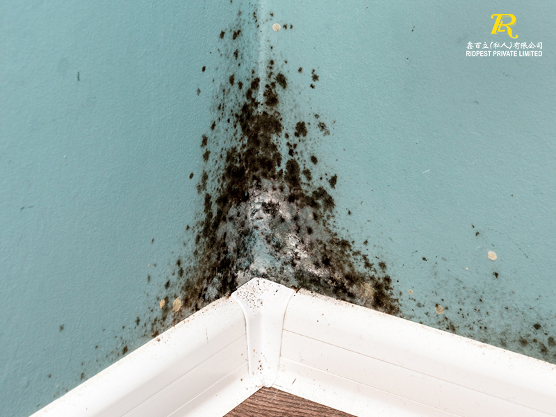 Foolproof-Tips-for-Preventing-Mould-in-Your-Home