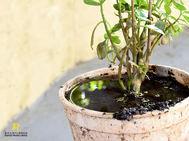 Integrating Pest Control Into Your Daily Routine 3 Mosquitos-Breeding-In-Stagnant-Water-