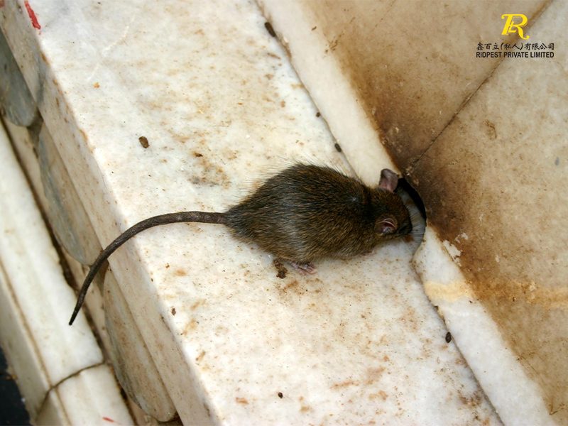Rats-Emerge-From-The-Cracks-Of-Buildings