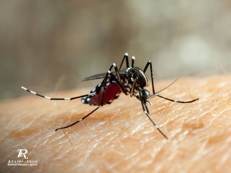 Safeguarding-Your-Home-Against-Mosquitoes-with-Pest-Control
