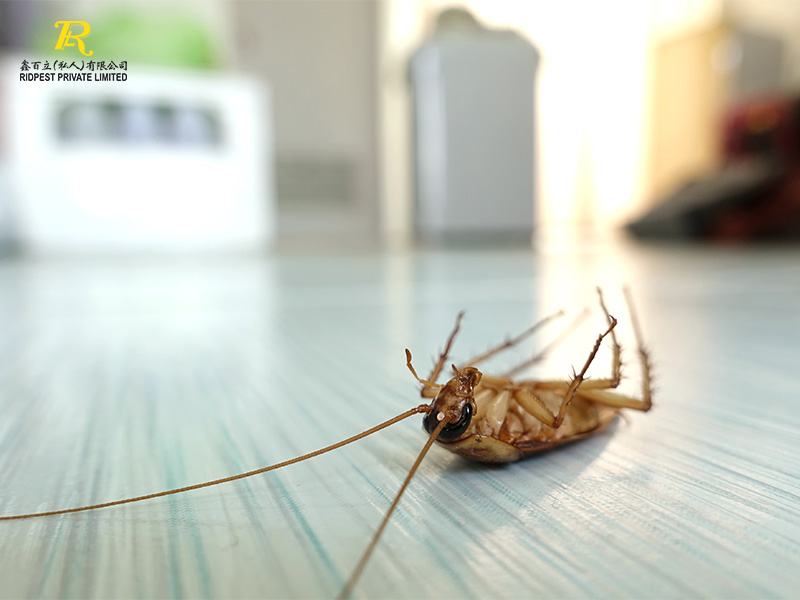 Guide to Selecting the Right Pest Control Company for Your Needs 1 Types of Services Offered Pest control company in Singapore