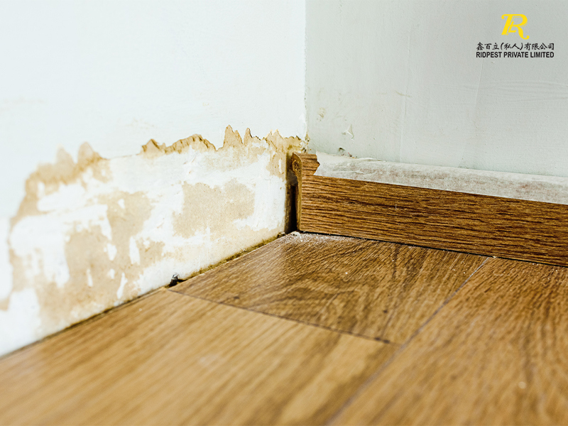 Wooden-Floor-In-The-Room-With-Floor-Damaged