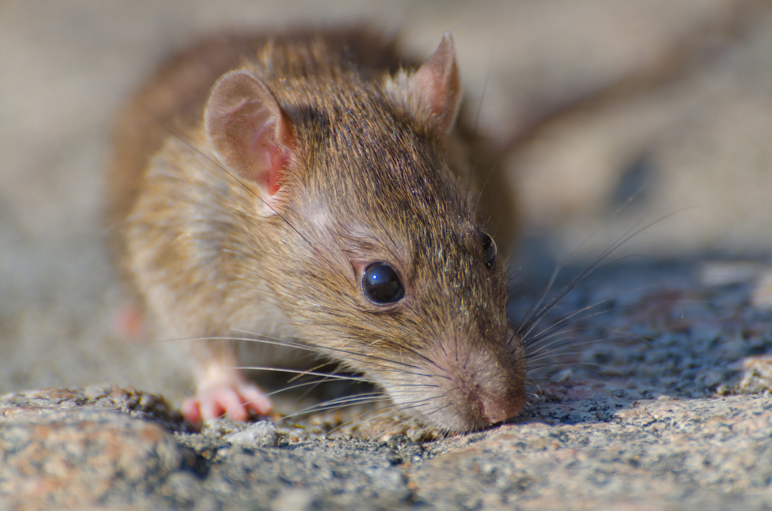 Rodent Infestation​