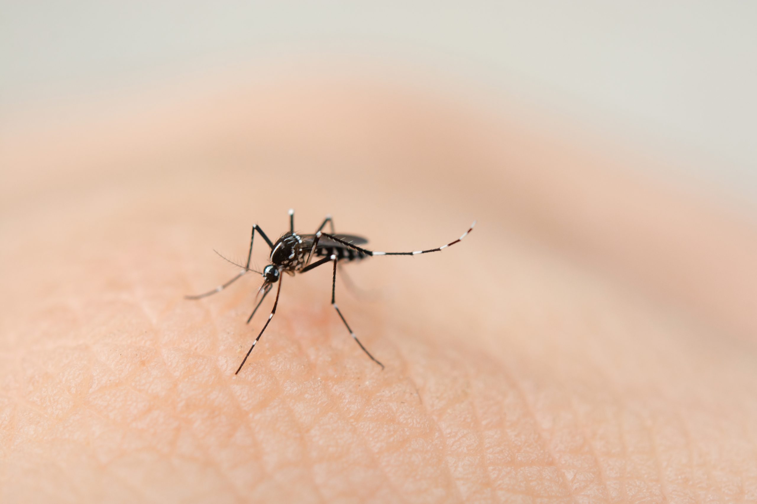 type of mosquitoes