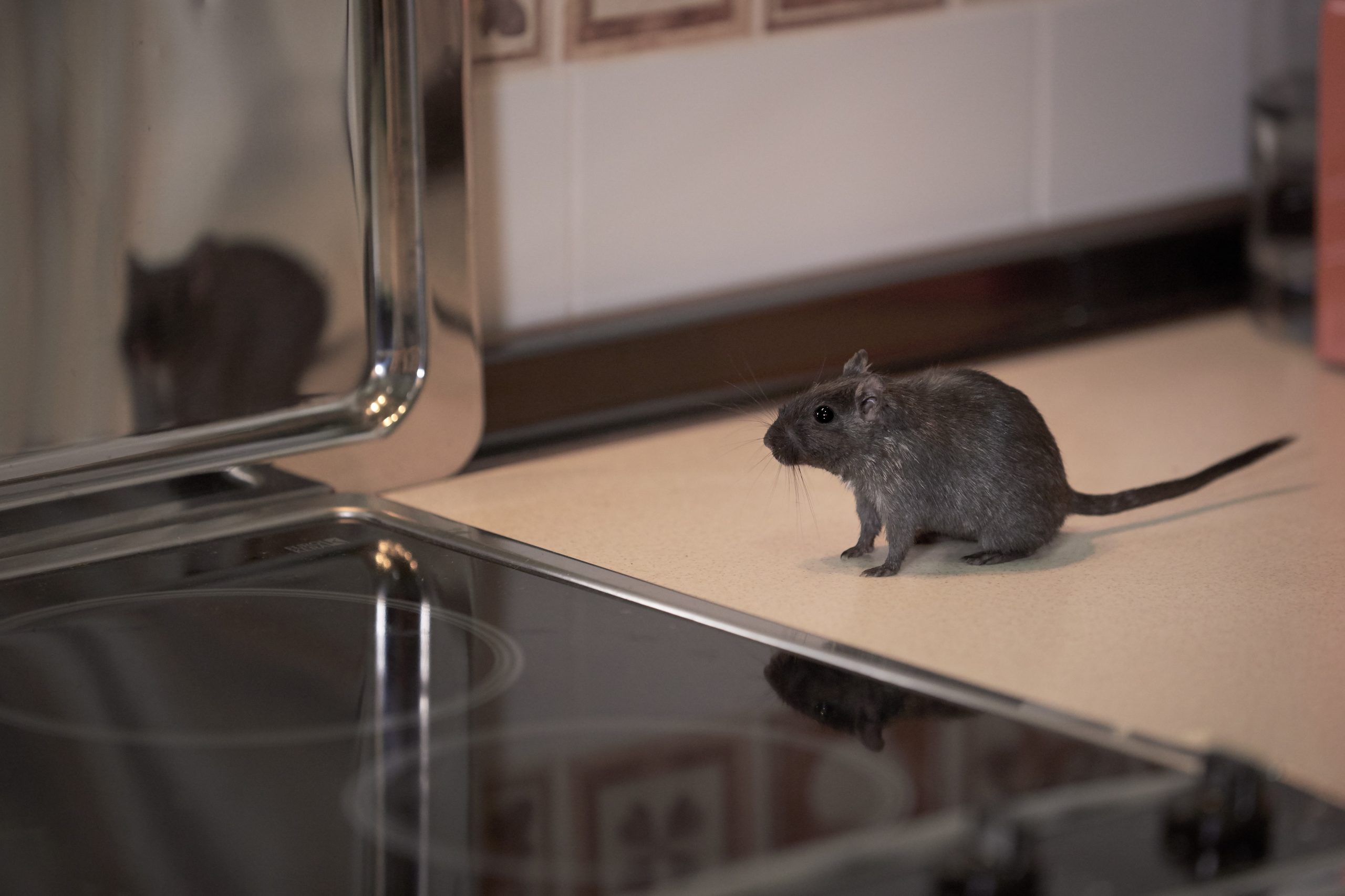 rodent pest control