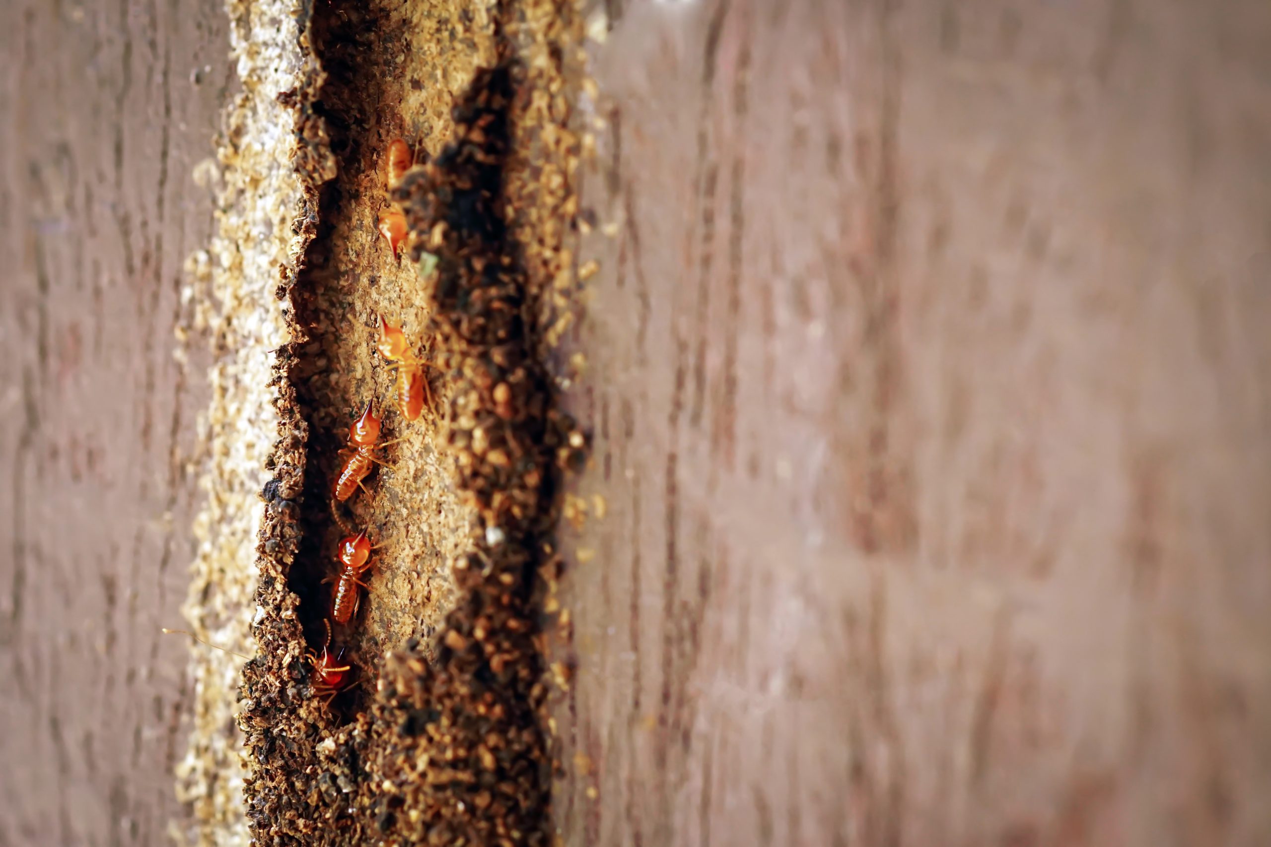 flying termites Singapore
